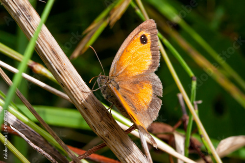 Papillon Myrtil femelle en gros plan