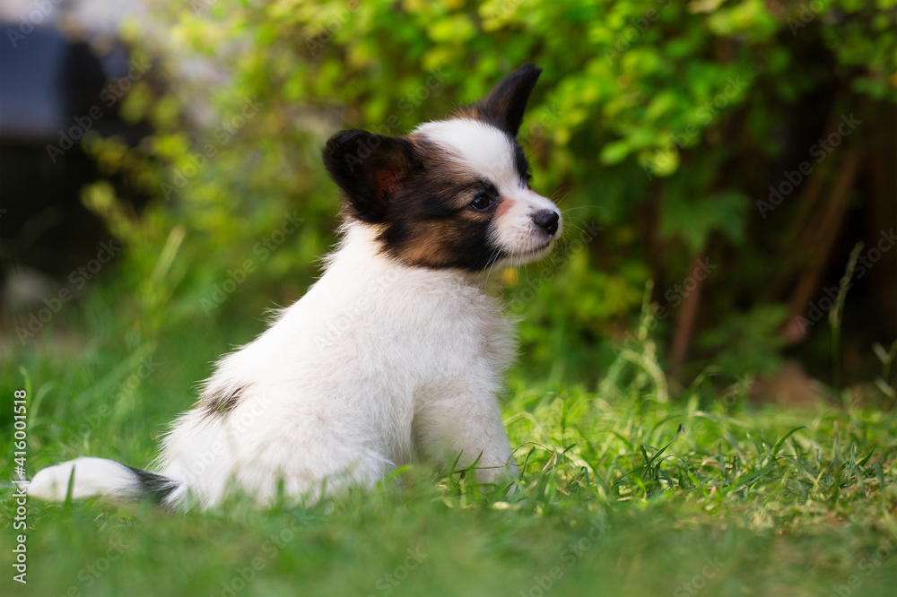 Beautiful profile of a small puppy