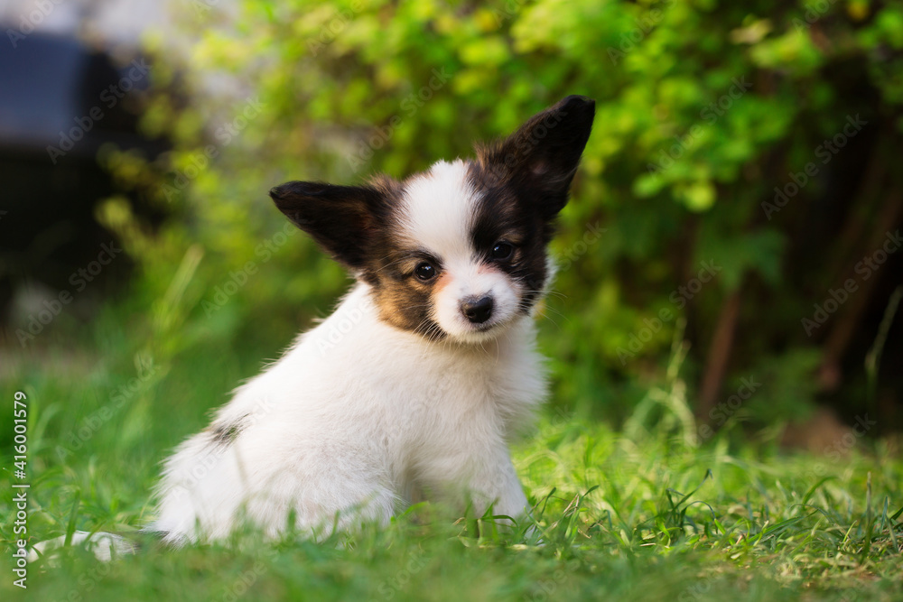 Beautiful profile of a small dog Beautiful profile of a small dog