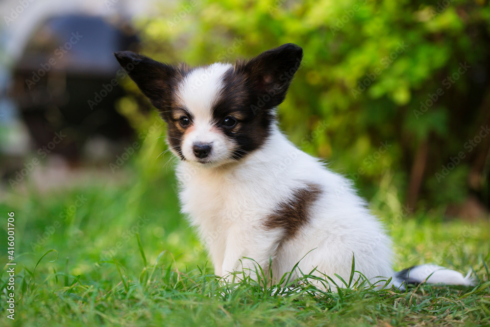Little pet playing on the lawn in the summer garden Little pet playing on the lawn in the summer garden