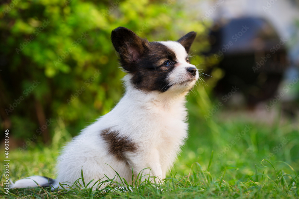 Fototapeta premium pet playing on the lawn in the summer garden