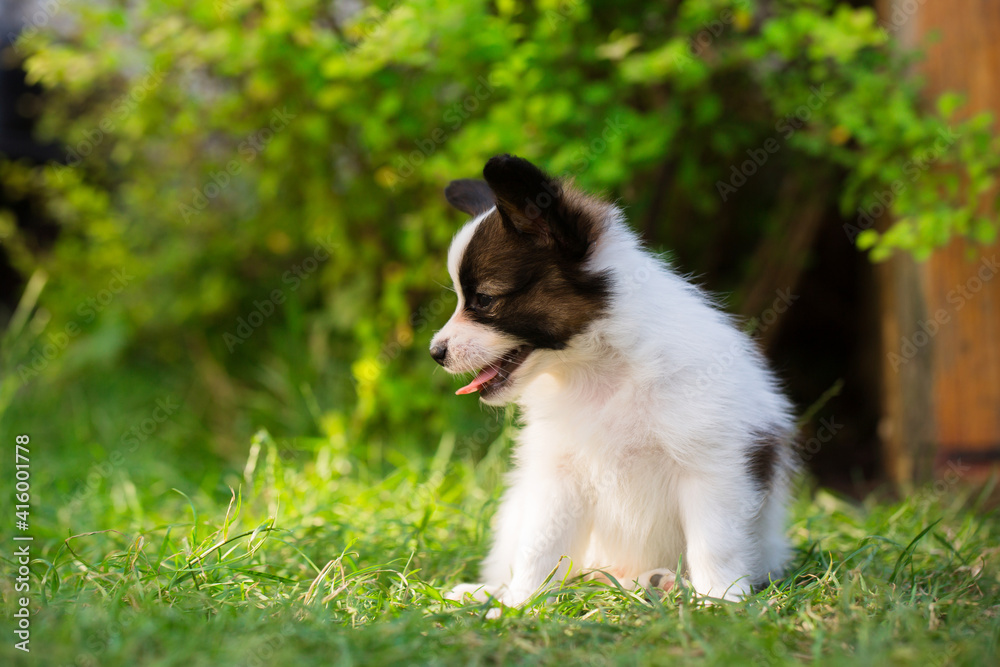 Little cute pet playing on the lawn Little cute pet playing on the lawn