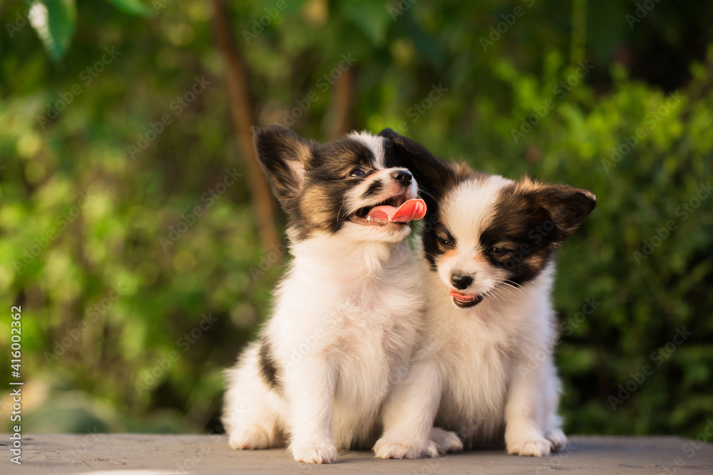 Portrait of two little puppies in the garden