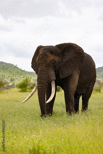 a Big bull African elephant