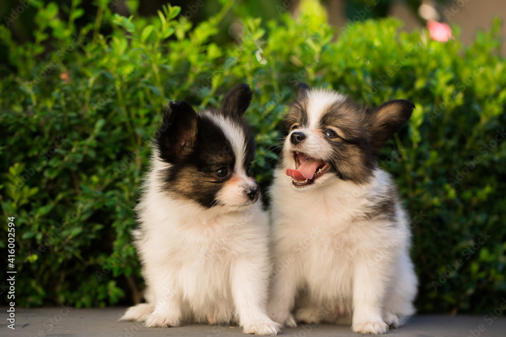 Two puppies in the garden