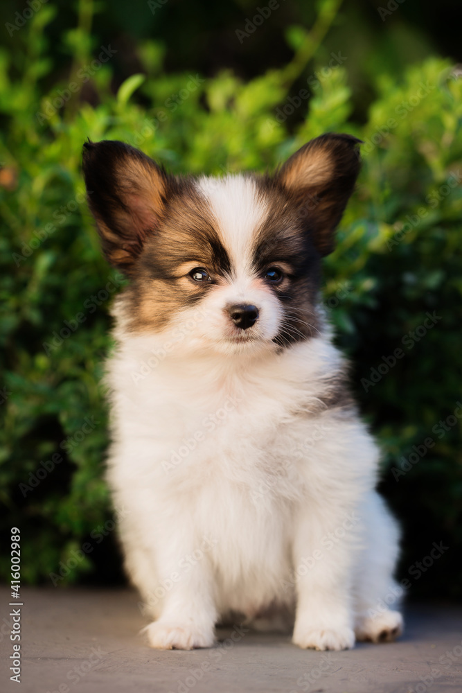 Portrait of a puppy