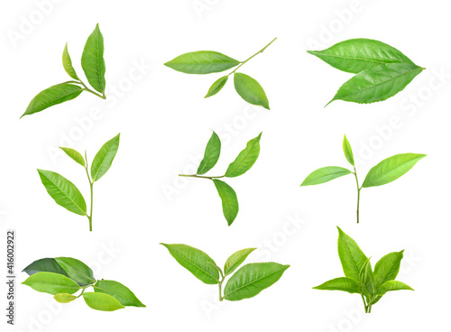 Green tea leaf isolated on white background