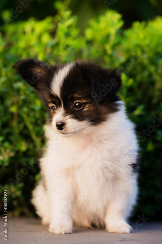 Portrait of a small puppy on a background of bushes © Mallivan