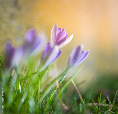 Blühender Krokus im Garten