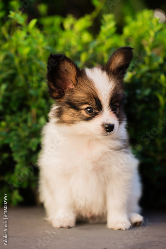 Portrait of a puppy on a background of bushes