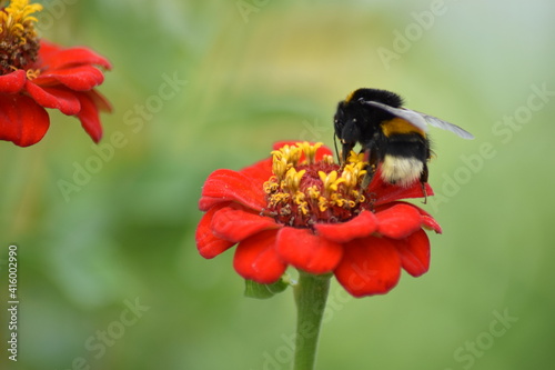 bee pollinates flower in garden