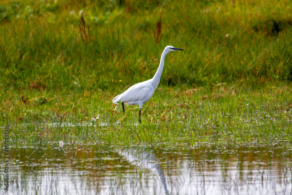 Obraz premium Grande aigrette dans le marais