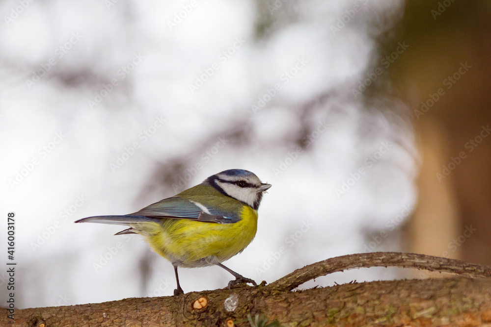 Obraz premium The Eurasian blue tit,Cyanistes caeruleus, close up, background, wallpeaper