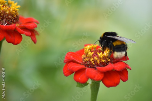 bee pollinates flower in garden