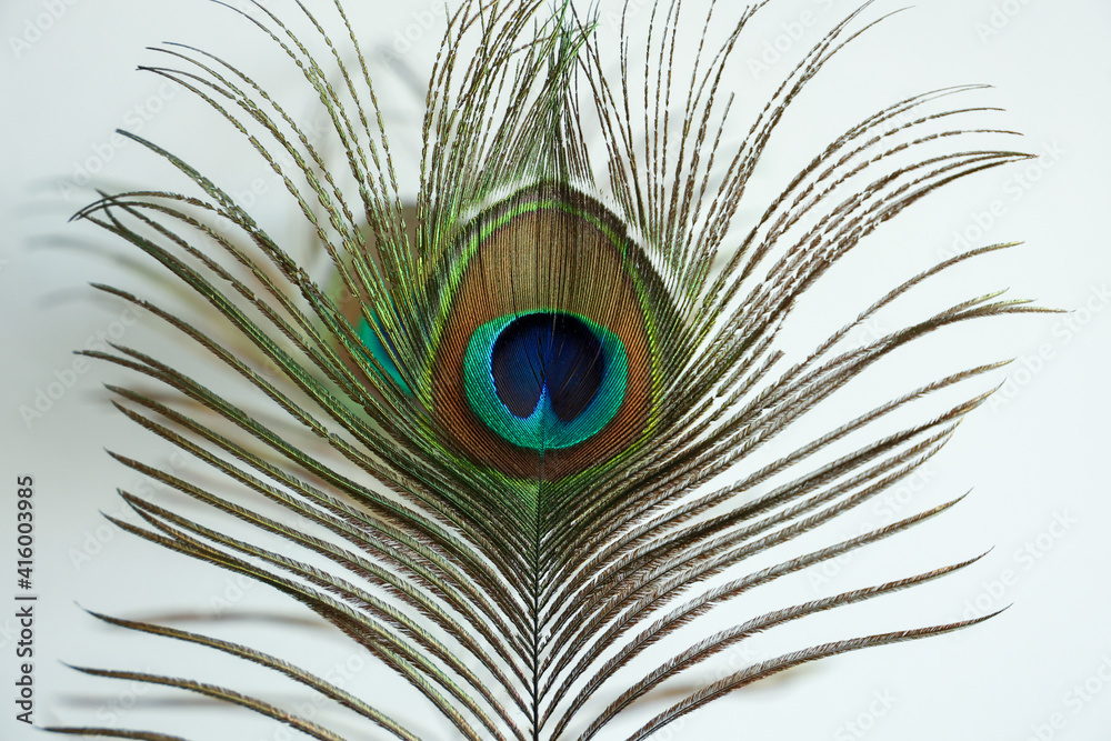 Fototapeta premium Colorful Indian Peacock feathers isolated, Peacock green and blue plumage moving in breeze or wind India. interior decoration material.