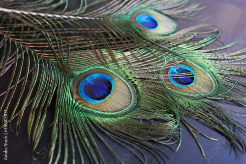 Colorful Indian Peacock feathers isolated, Peacock green and blue plumage moving in breeze or wind  India. interior decoration material. photo