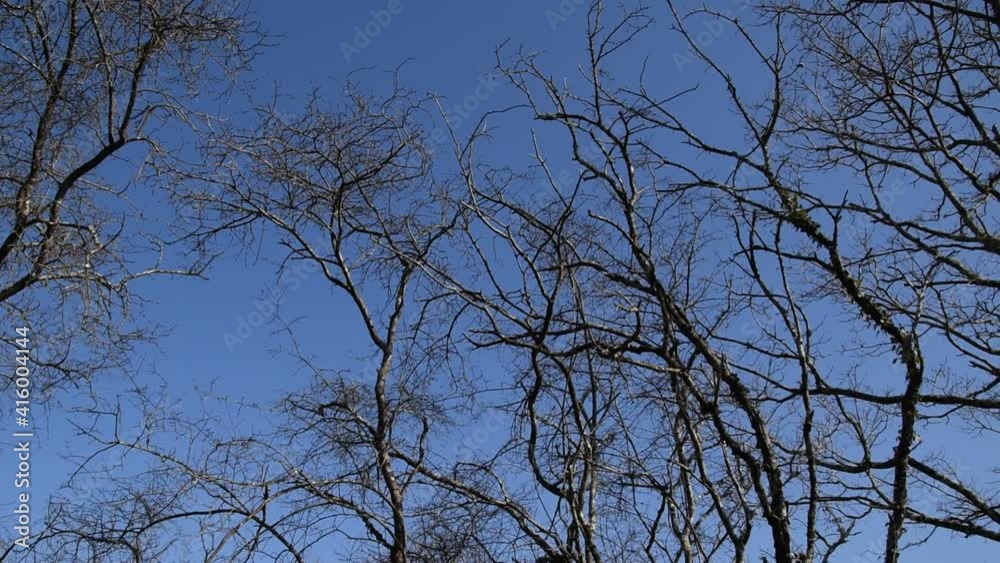Winter landscape with blue sky and tree branches swinging in the wind