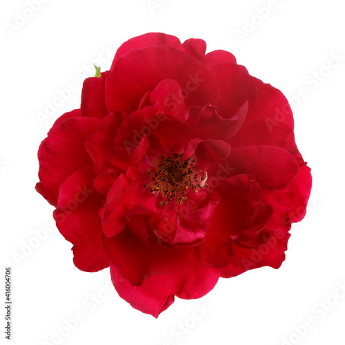 Red garden rose flower isolated on white background.