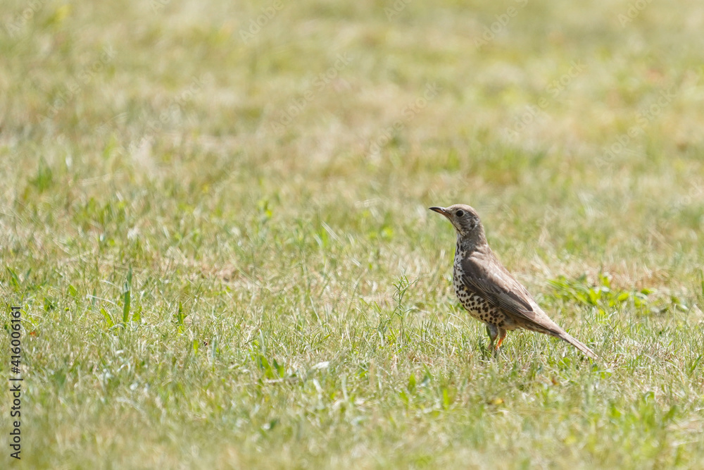 Obraz premium Wildlife photo of Song Thrush, Turdus philomelos standing in the grass hunting for food.