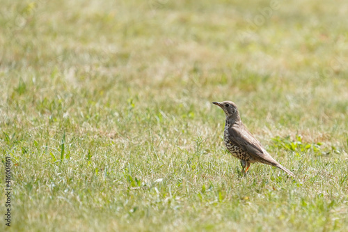 Wildlife photo of Song Thrush, Turdus philomelos standing in the grass hunting for food.