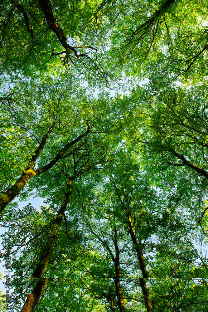 Obraz premium Lush beech forest.