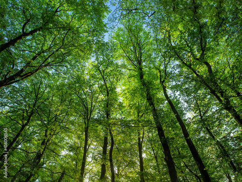 Lush beech forest.