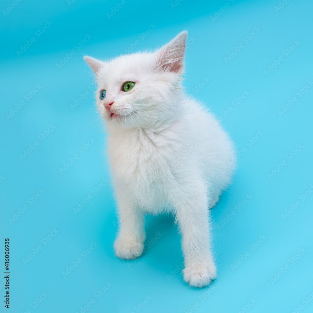 Little white kitten with blue and green eyes sitting on blue surface and looking up