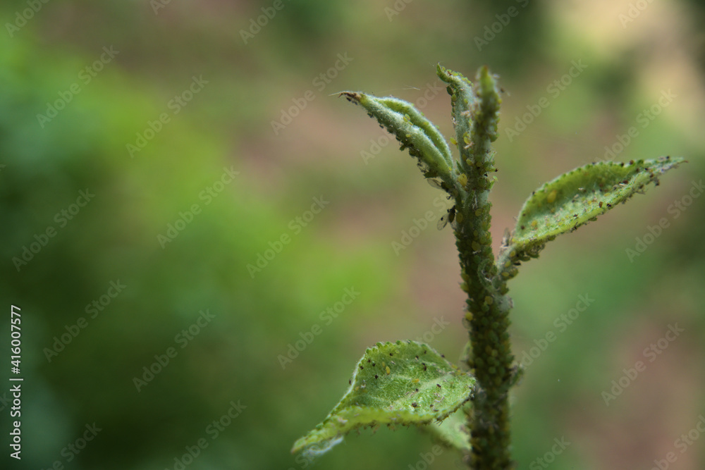 damaged and infected by aphids fresh apple leaf sprouts. damaged and infected by aphids fresh apple leaf sprouts.