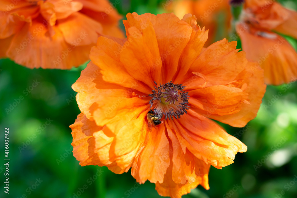 red poppy flower red poppy flower