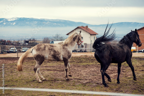 Dirty horses in a muddy riding arena