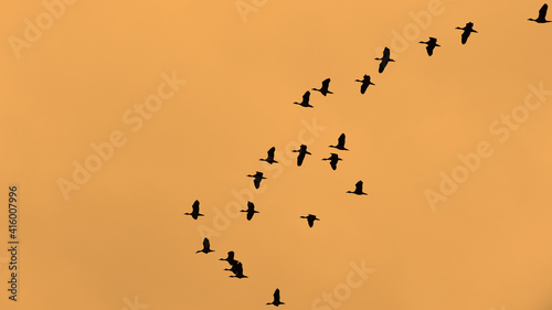 bird silhouettes flying evening sunset