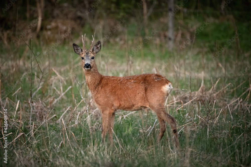 Deer. Deer.
