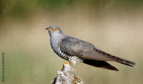 Male cuckoo feeding and displaying for females