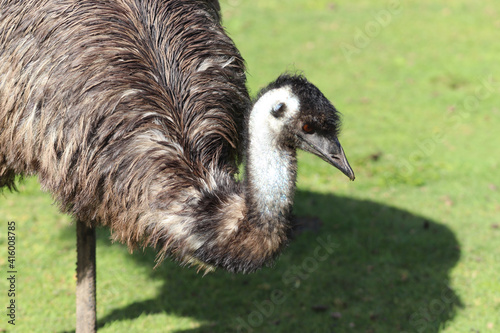 ostrich in the zoo