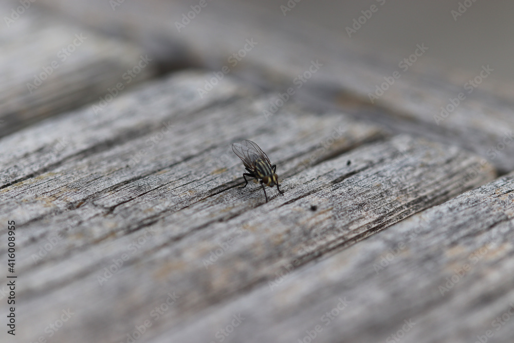 Fototapeta premium ant on a wood