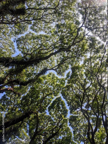 trees in the forest