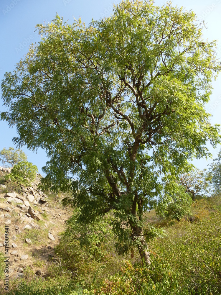 Fototapeta premium Picturesque tree at a lake near Ranakpur