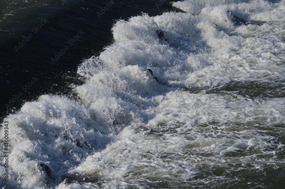 Obraz premium Weir of the Cascine on the Arno river in Florence, Italy