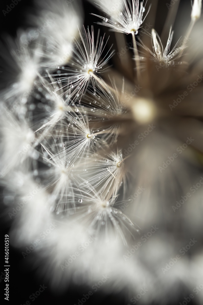 Naklejka premium Dandelions macro on a black background. Selective focus. Spring fluffy white flowers with water droplets. Black and white monochrome natural minimalism. Vertical composition, full frame, copy space