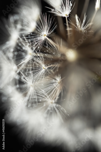 Dandelions macro on a black background. Selective focus. Spring fluffy white flowers with water droplets. Black and white monochrome natural minimalism. Vertical composition, full frame, copy space