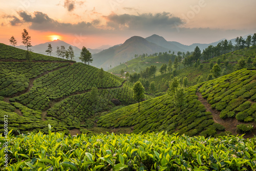 Fotografía Tea plantations in Munnar, Kerala, India
