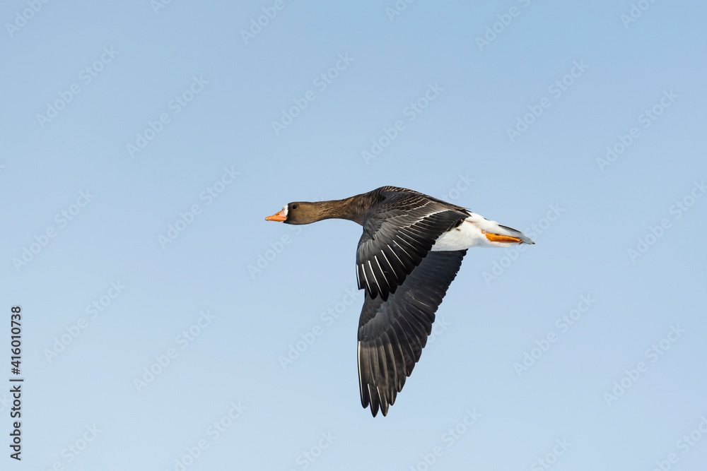 Obraz premium マガン飛翔(Greater white-fronted goose)