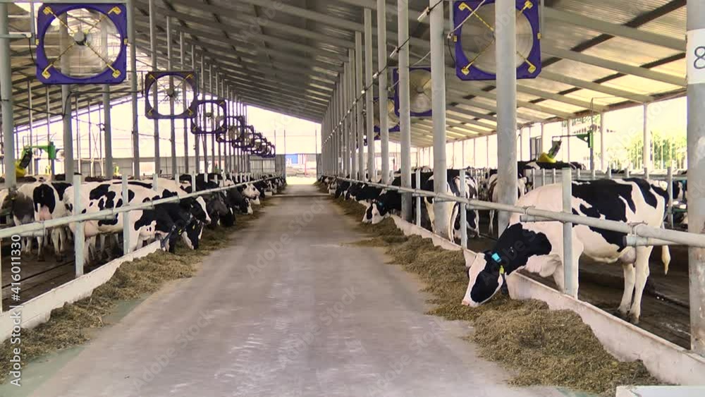 dairy cows on a farm with free range