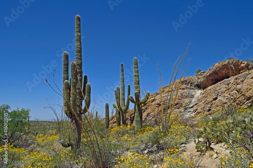 Saguaro National park, Arizona © Tony Craddock