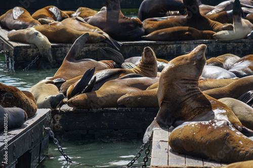 San Franciso harbor sea lions basking in the sun