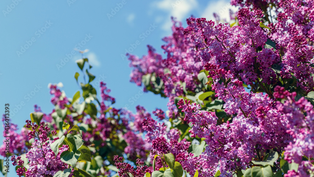 Spring blooming flowers of lilac on lilac bushes against the blue sky. Natural background blooming lilac flowers outside. Long web banner
