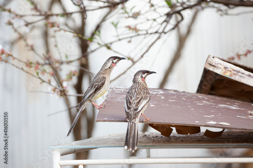 Red wattlebirds in Adelaide, South Australia photo