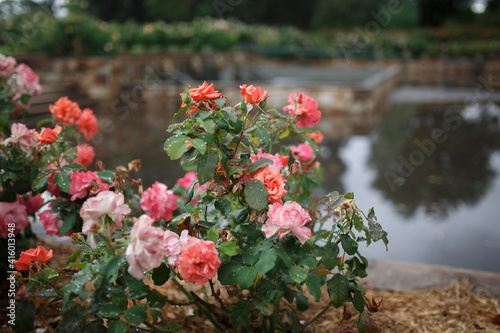 Fototapeta Naklejka Na Ścianę i Meble -  Roses in the garden
