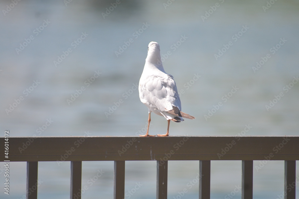 seagull, bird, freedom, wildlife, flying, gull, sea, beach, flight, nature, sky, ocean, flock, wings, water, seabird seagull, bird, freedom, wildlife, flying, gull, sea, beach, flight, nature, sky, ocean, flock, wings, water, seabird