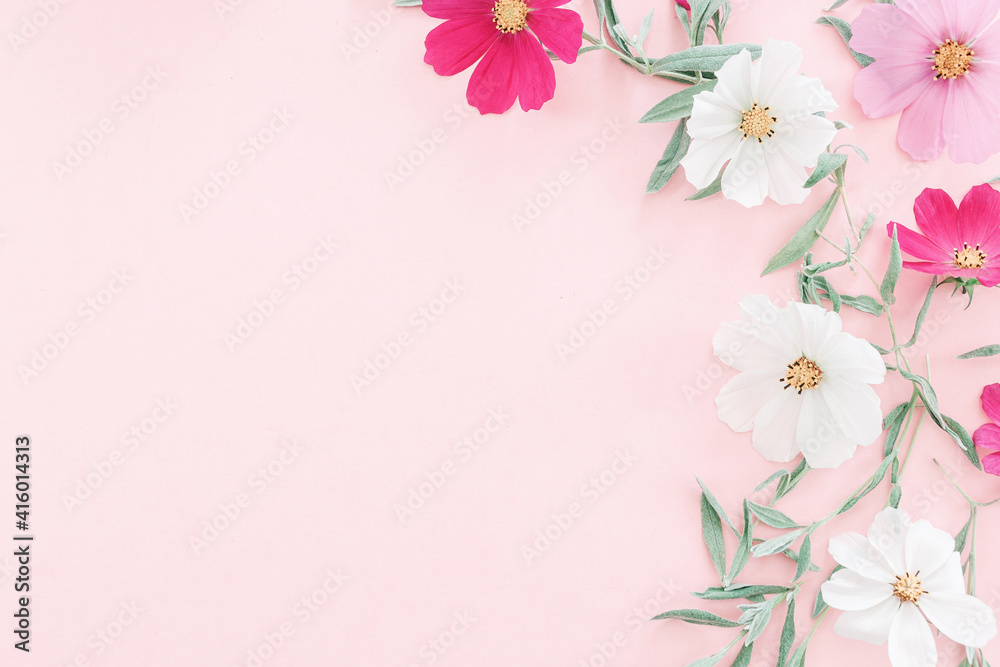 Composition from summer flowers. Kosmey flowers on pastel pink background.